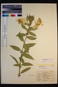 Oenothera elata image